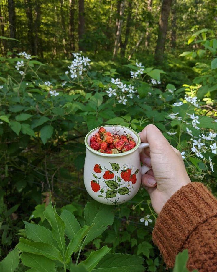 Rustic Berries Harvest: Pure, Sun-kissed Delights